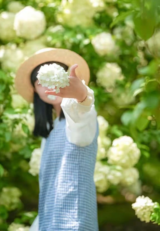 紫凤公园木绣球3
