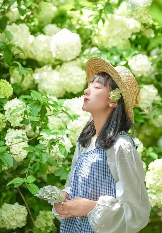 紫凤公园木绣球3