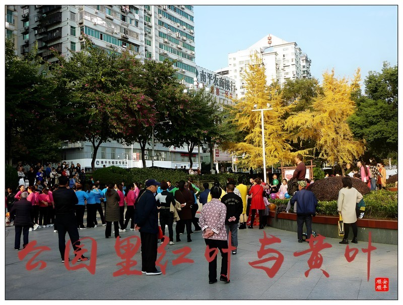 家乡的风景------福建南平公园里的红叶与黄叶