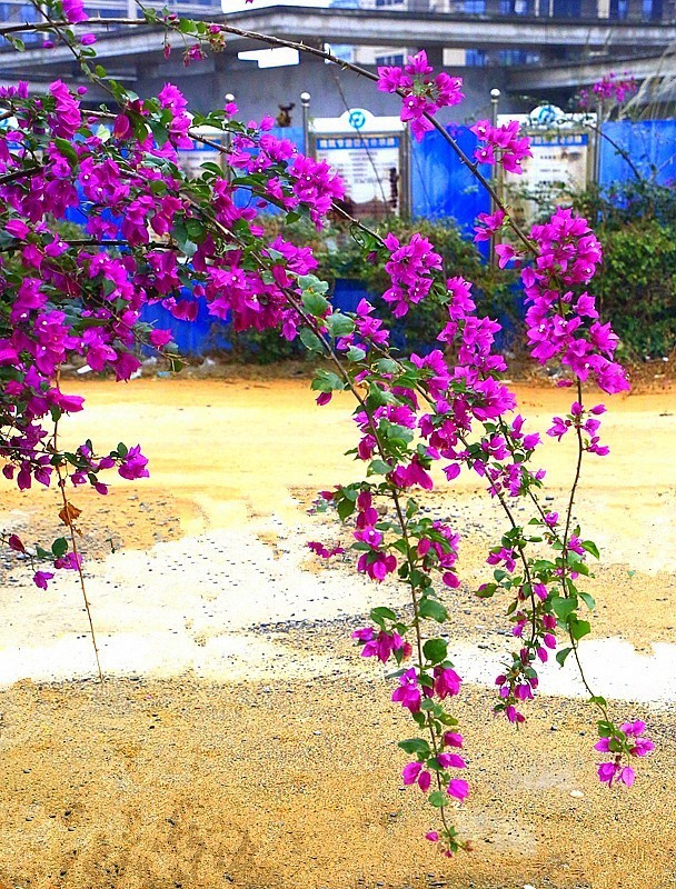 1255【不老松：二游海南纪实】临高长島兰湾的紫色三角梅!(2)