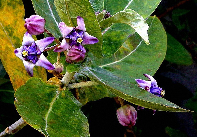 1256【不老松：二游海南纪实】临高长島兰湾的牛角花！