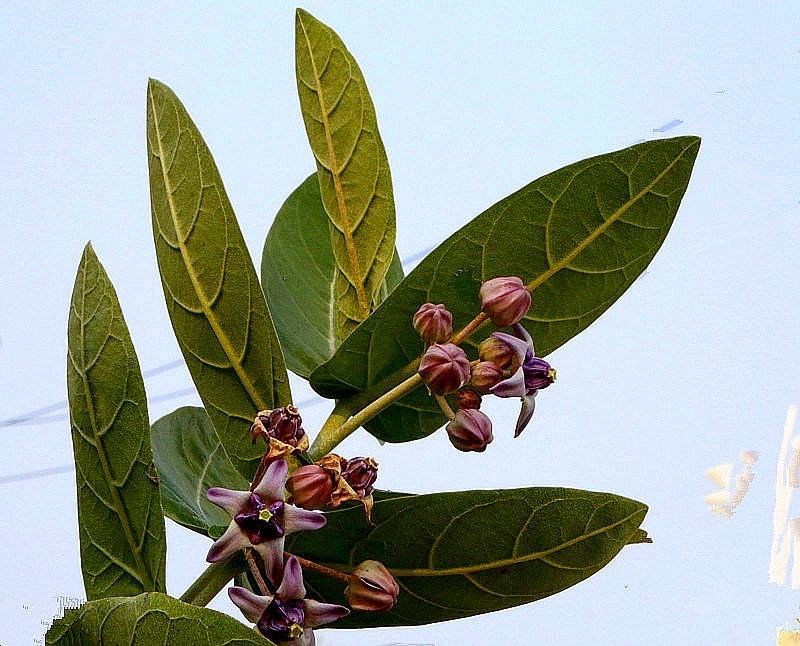 1256【不老松：二游海南纪实】临高长島兰湾的牛角花！