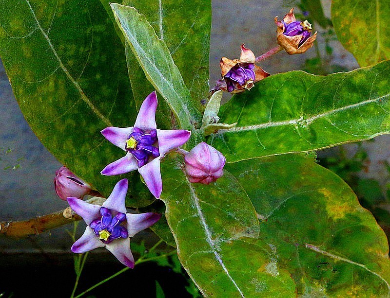 1256【不老松：二游海南纪实】临高长島兰湾的牛角花！