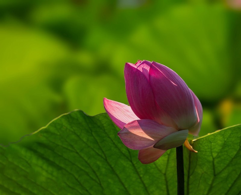 清荷沐影  莲间流光