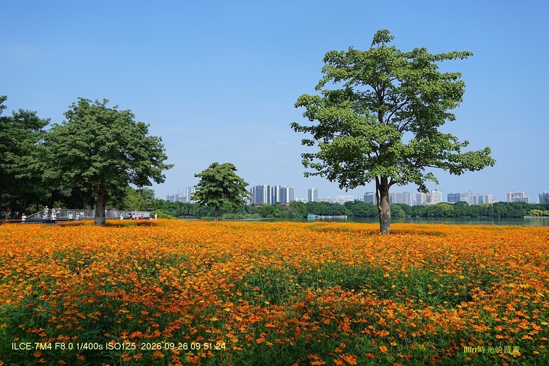海珠湖硫磺菊（二）