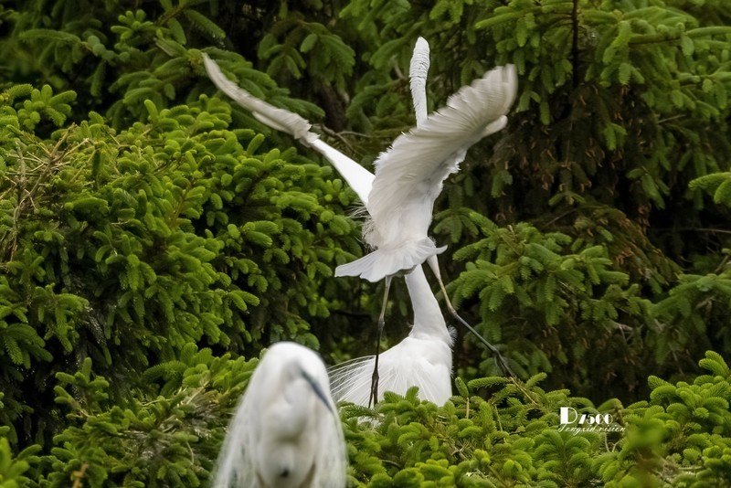 鹜岛里的白鹭（59）
