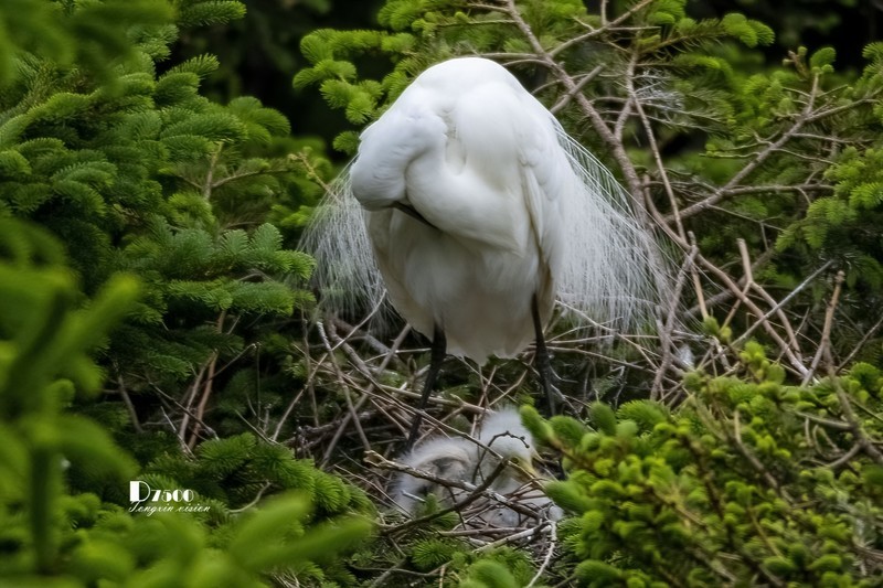 鹜岛里的白鹭（59）