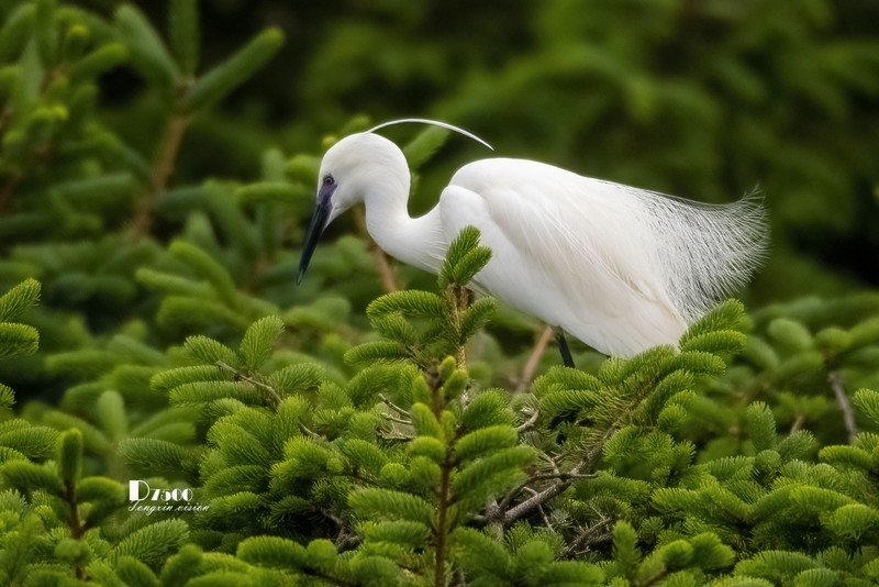 鹜岛里的白鹭（59）