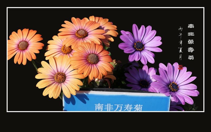 艳丽漂亮的南非万寿菊