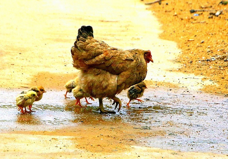 1262【不老松：二游海南纪实】临高长島兰湾邻村村民饲养的鸡，妈妈带着宝宝在觅食！