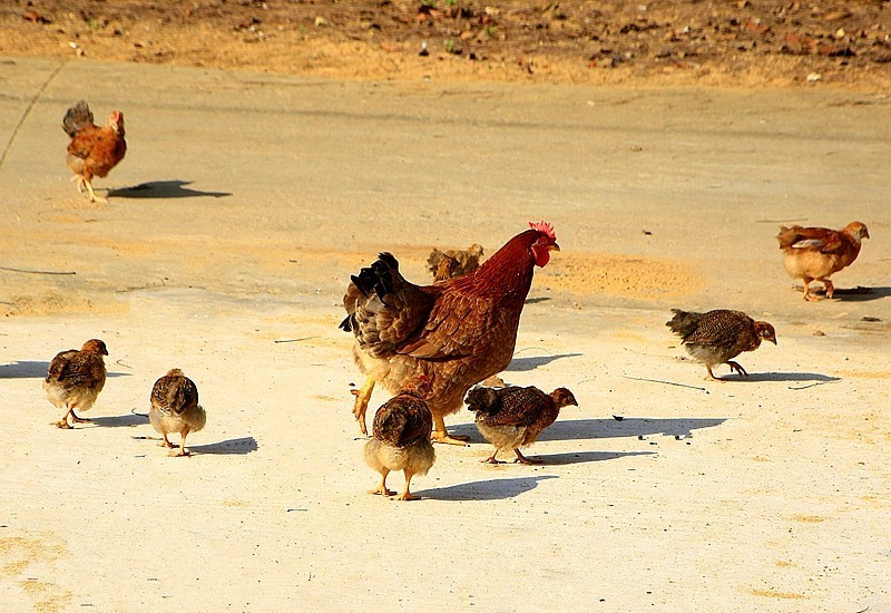 1262【不老松：二游海南纪实】临高长島兰湾邻村村民饲养的鸡，妈妈带着宝宝在觅食！