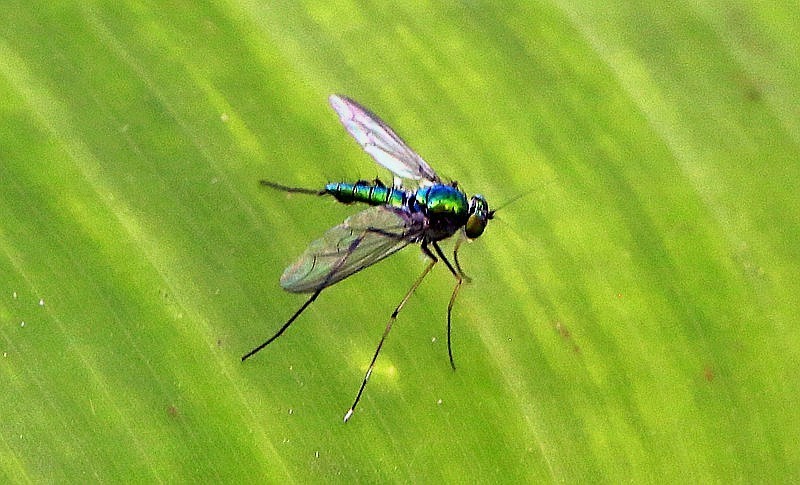 1263【不老松：二游海南纪实】临高长島兰湾的长足虻！