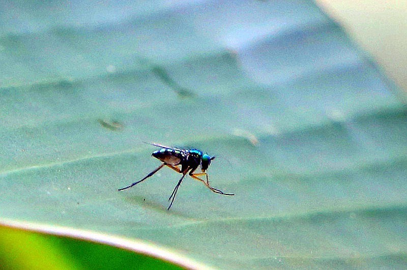 1263【不老松：二游海南纪实】临高长島兰湾的长足虻！