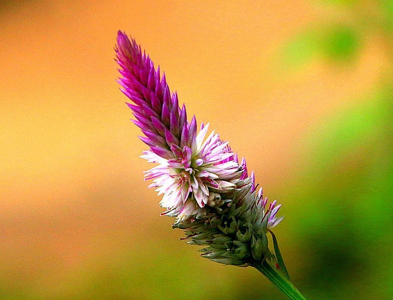 1264【不老松：二游海南纪实】临高长島兰湾的青葙!