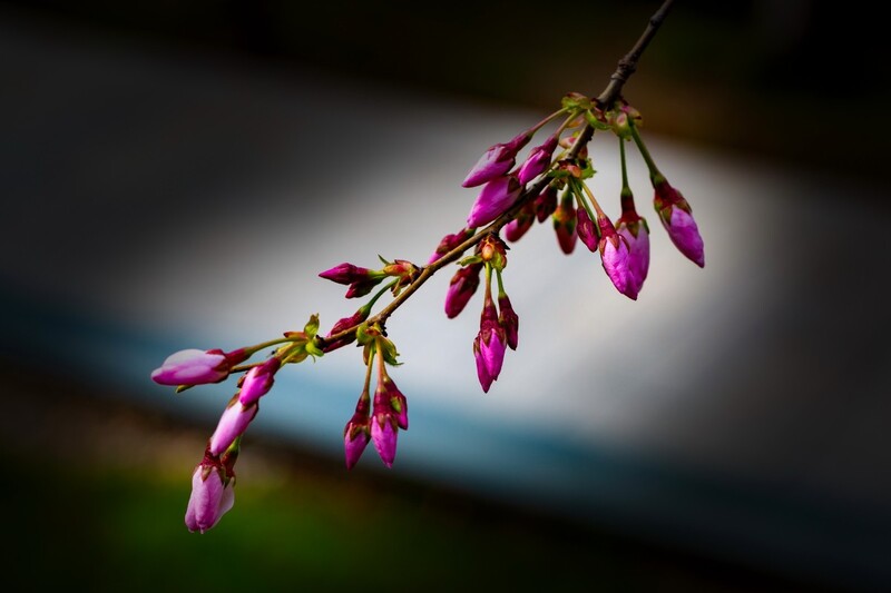 植物园拍樱花 4