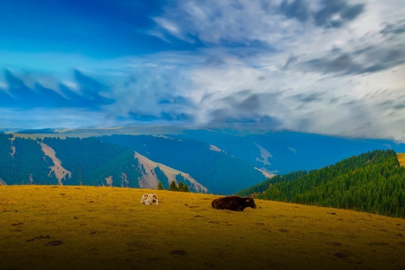 新疆喀拉峻草原 19