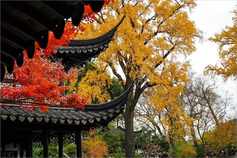 2025年第0906贴-苏州留园纪实旅拍（1229）