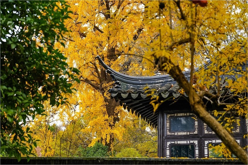 2025年第0906贴-苏州留园纪实旅拍（1229）