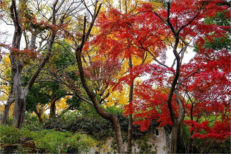 2025年第0906贴-苏州留园纪实旅拍（1229）