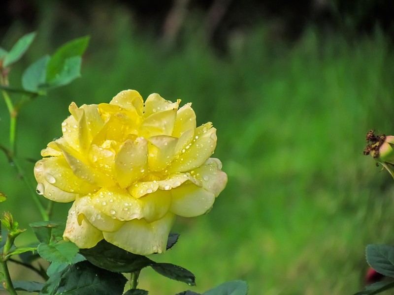 月季花