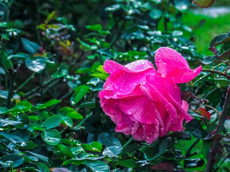月季花