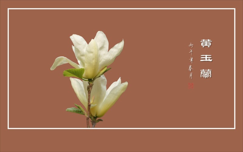 淡雅的黄玉兰