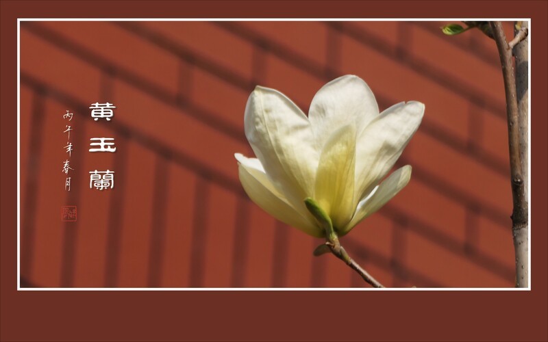淡雅的黄玉兰