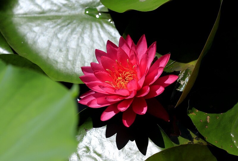 《睡莲花12》