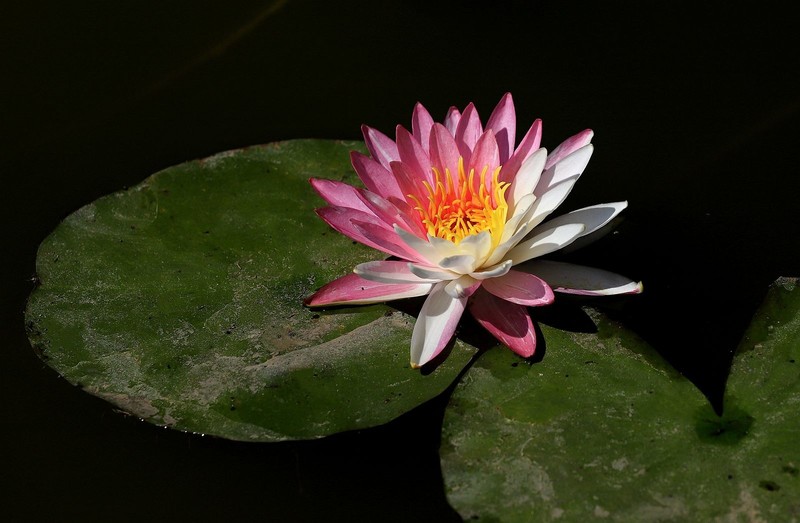 《睡莲花12》