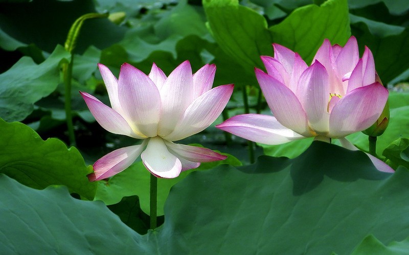 [26194] 长洲岛的荷花（7）