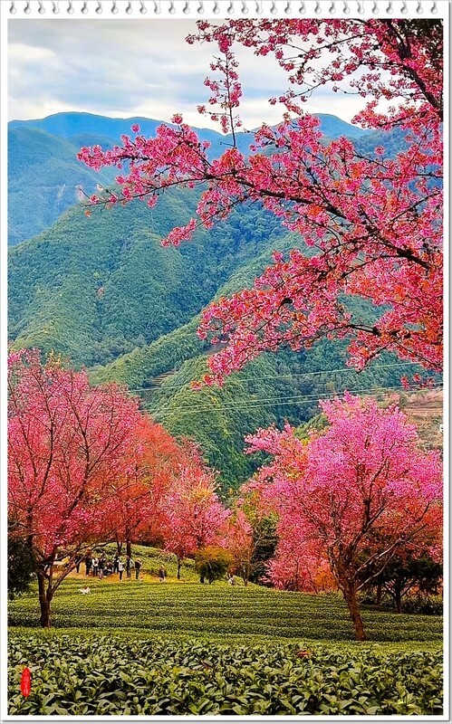 2025年-云南大理无量山樱花谷-1182