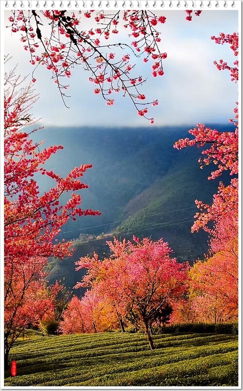 2025年-云南大理无量山樱花谷-1182