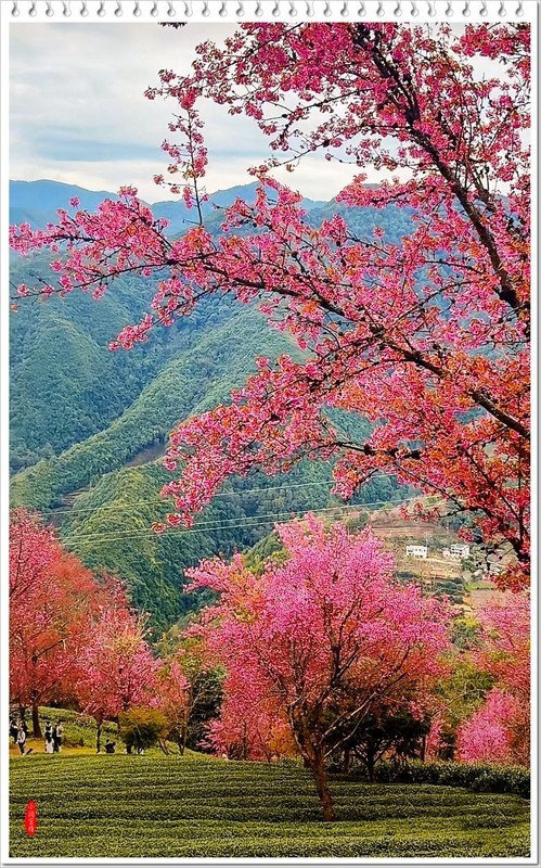 2025年-云南大理无量山樱花谷-1184