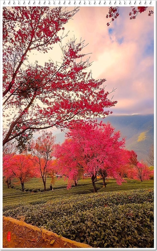 2025年-云南大理无量山樱花谷-1184