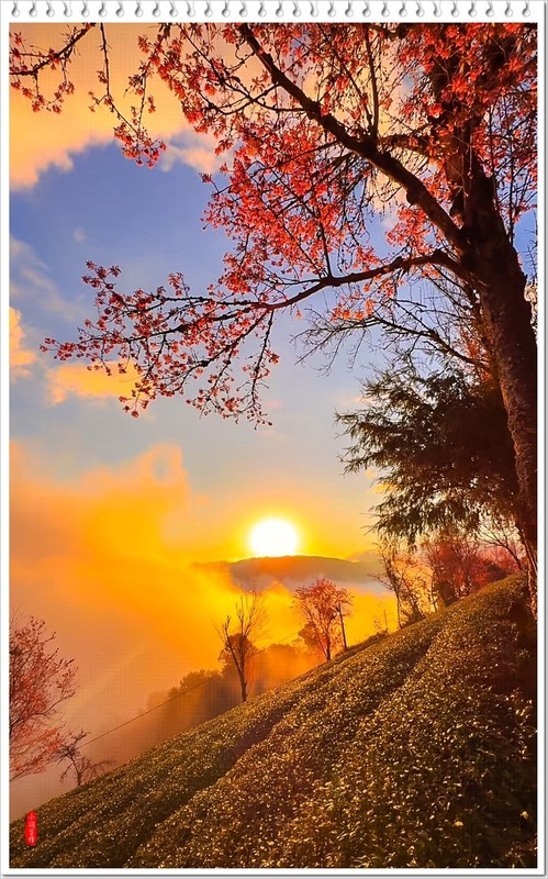 2025年-云南大理无量山樱花谷-1185