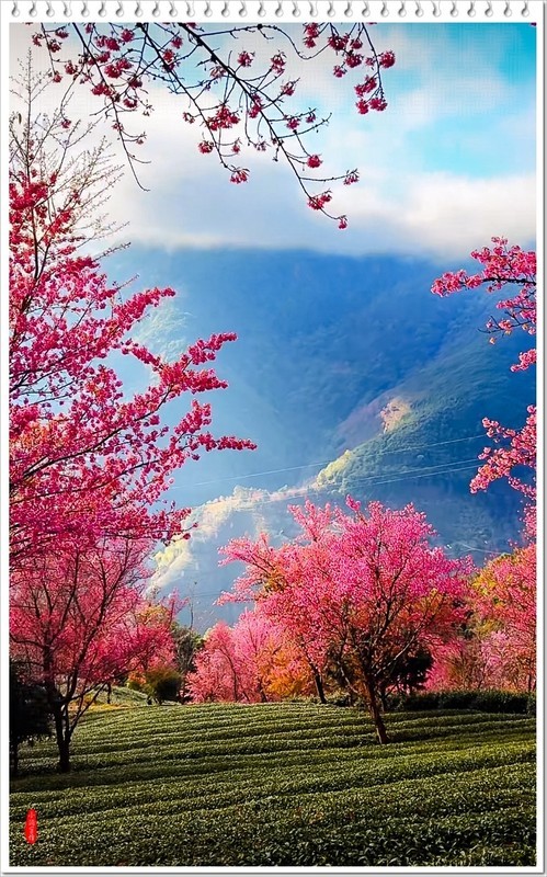 2025年-云南大理无量山樱花谷-1185