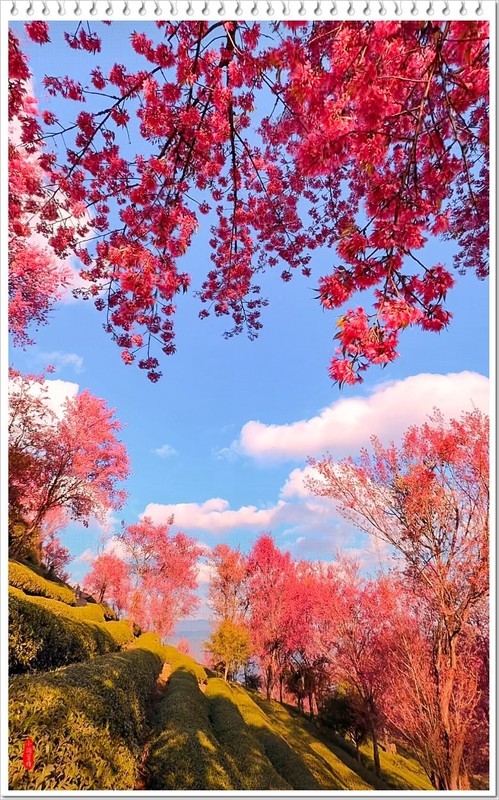 2025年-云南大理无量山樱花谷-1185