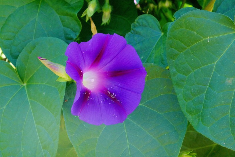 一组牵牛花