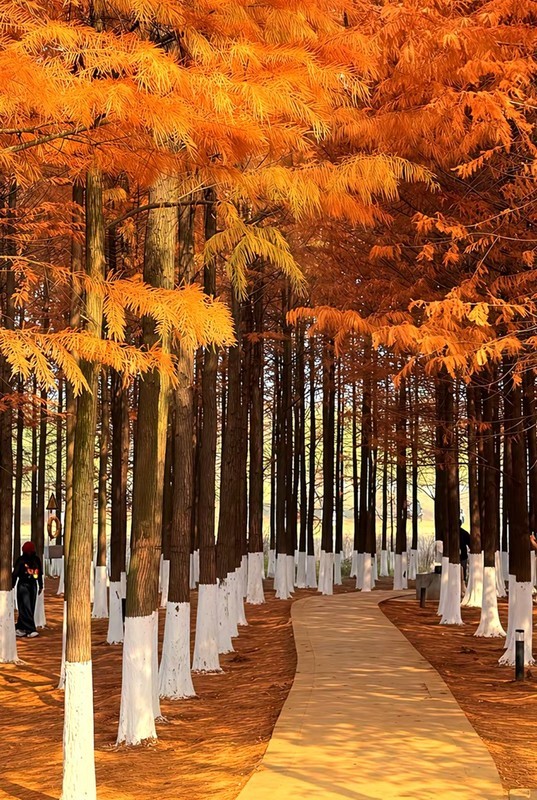 松雅湖温地公园水彬林