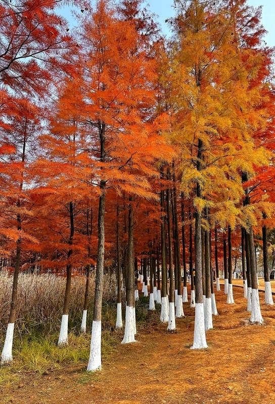 松雅湖温地公园水彬林