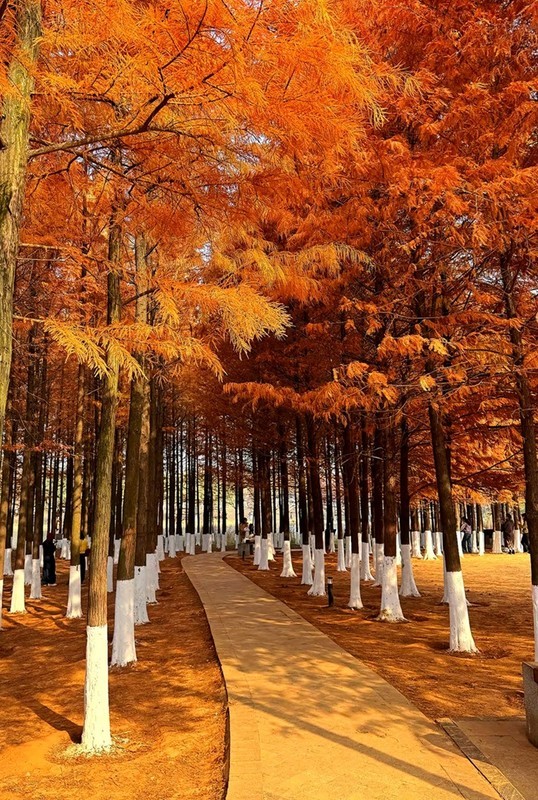 松雅湖温地公园水彬林