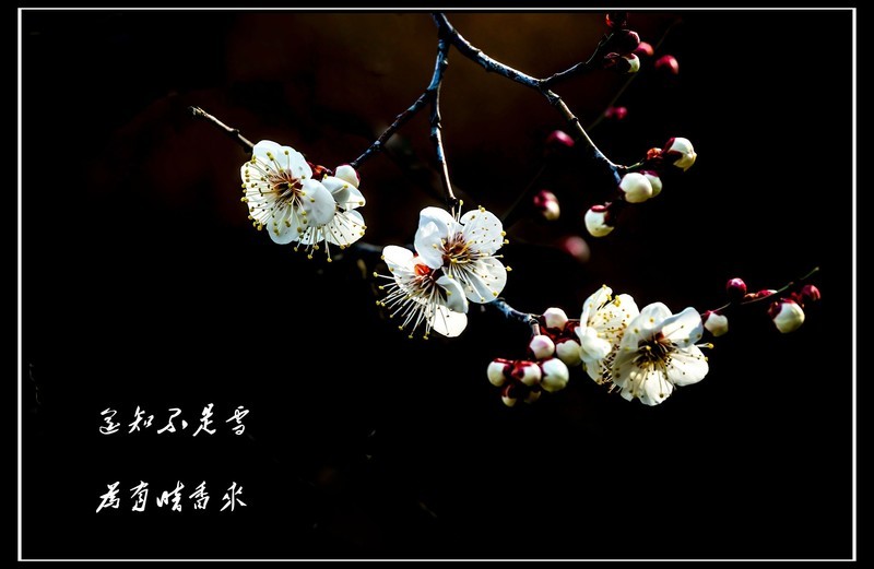 梅花