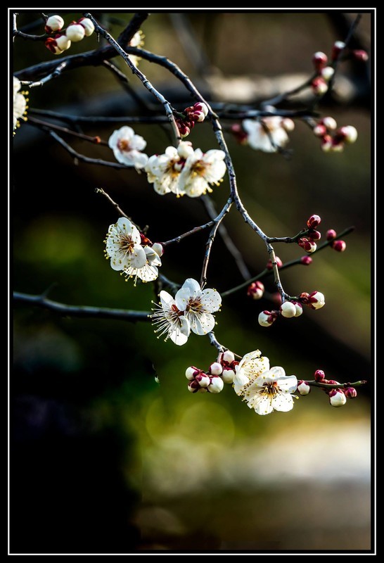 梅花
