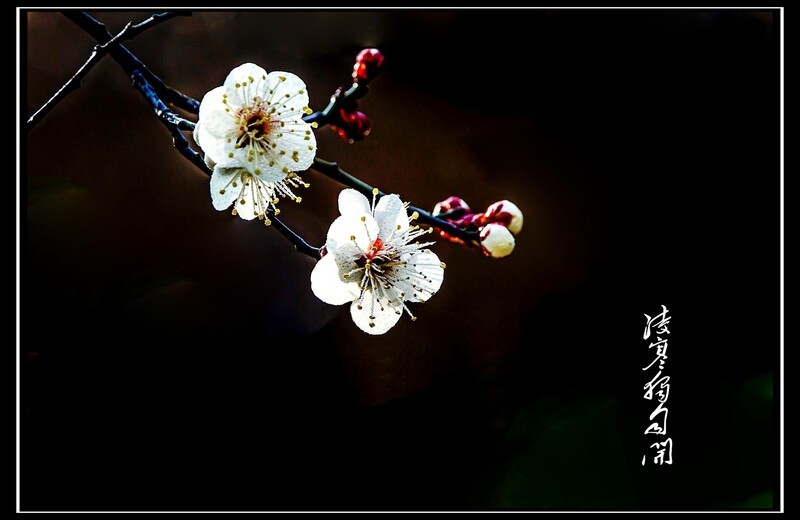 梅花