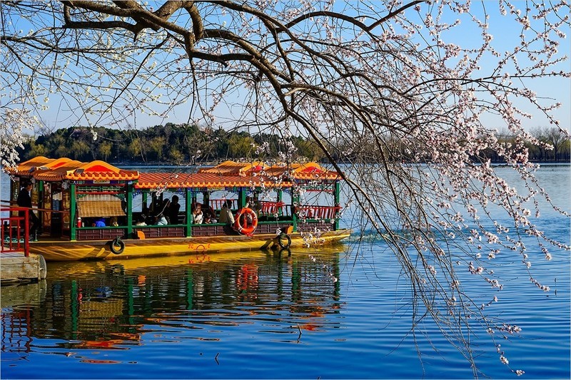 2026年第0220贴 - 颐和园西堤桃花纪实（0402）