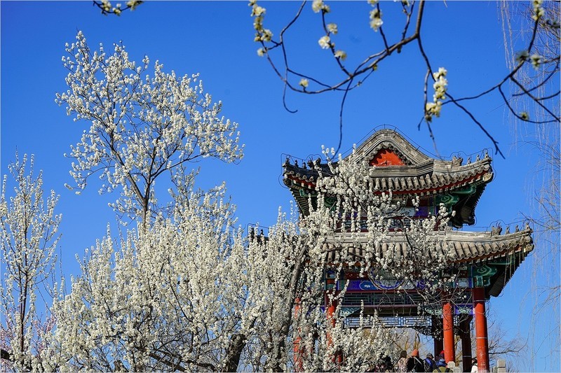 2026年第0219贴 - 颐和园西堤桃花纪实（0402）