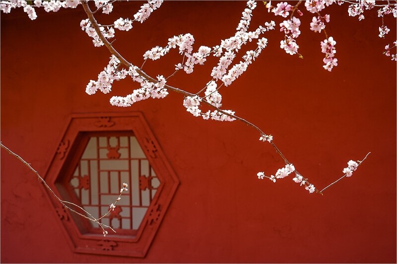 2026年第0221贴 - 天津桃花堤纪实（0402）