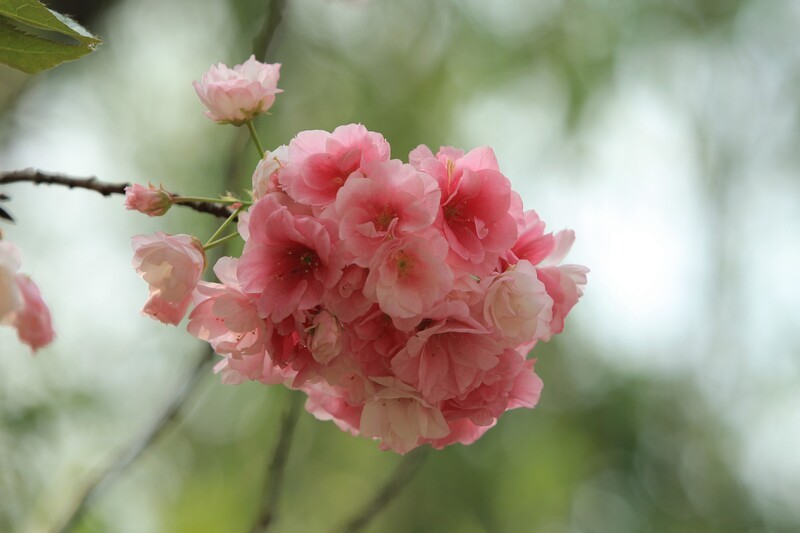 拍摄花卉一（1121）
