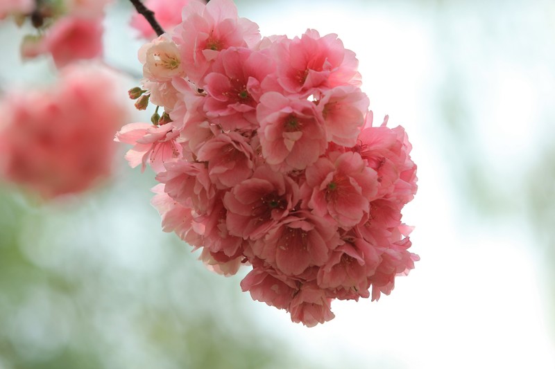拍摄花卉一（1121）