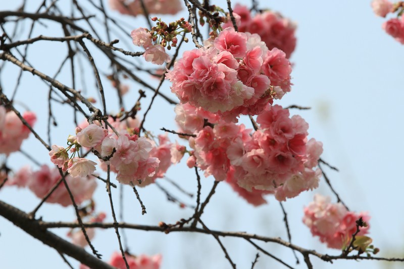 拍摄花卉一（1121）